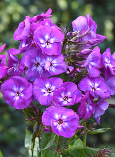 Флокс Adinda ® Trademark 1 шт.