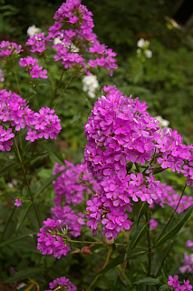 Флокс Hesperis 1 шт.