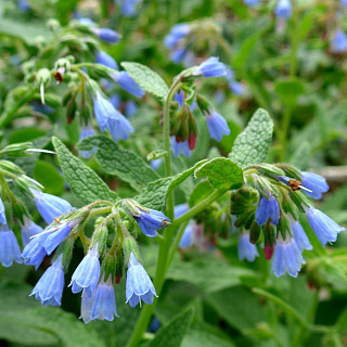 Окопник Hidcote Blue 1 шт.