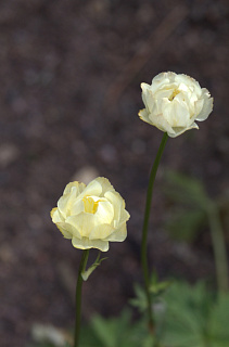 Купальница Alabaster