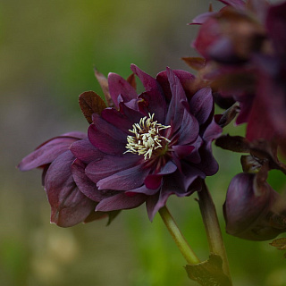 Морозник Double Ellen Purple ® Trademark 1 шт.