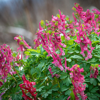 Хохлатка (Corydalis) Бет Эванс 1 шт.